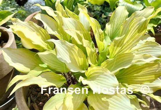 Hosta Totally Twisted